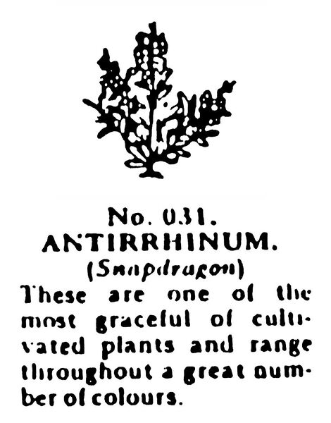 File:Antirrhinum (Snapdragon), Britains Garden 031 (BMG 1931).jpg