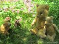 Buddy Bear and Archie visit their cousins in the wild (Toys in the Community).jpg
