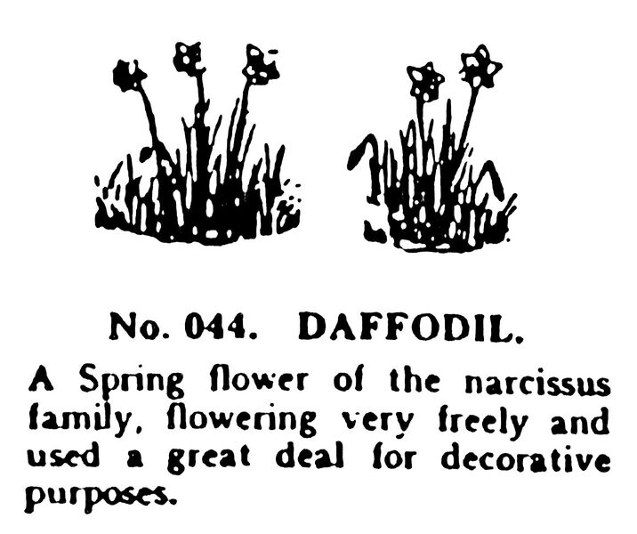 File:Daffodil, Britains Garden 044 (BMG 1931).jpg