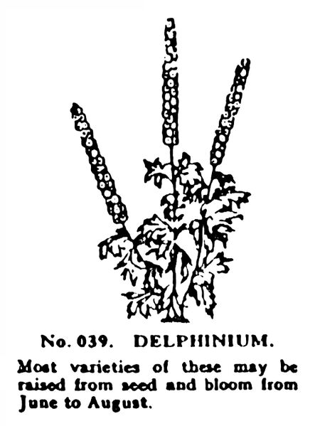 File:Delphinium, Britains Garden 039 (BMG 1931).jpg