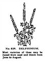 Delphinium, Britains Garden 039 (BMG 1931).jpg
