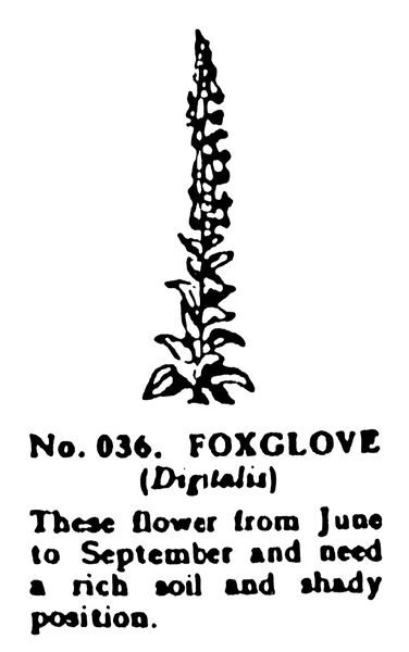 File:Foxglove, Britains Garden 036 (BMG 1931).jpg