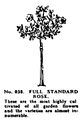Full Standard Rose, Britains Garden No 038 (BMG 1931).jpg