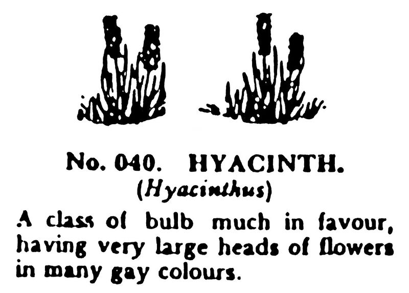 File:Hyacinth, Britains Garden 040 (BMG 1931).jpg