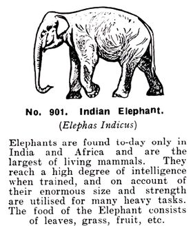 Britains Zoo No.901, Indian Elephant, Elephas Indicus