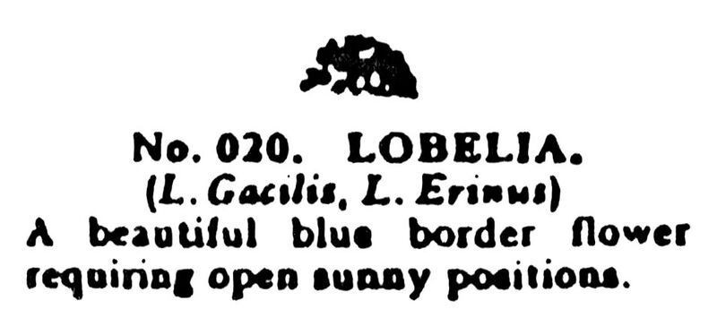 File:Lobelia, Britains Garden 020 (BMG 1931).jpg
