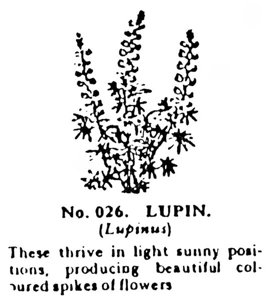 File:Lupin, Britains Garden 026 (BMG 1931).jpg