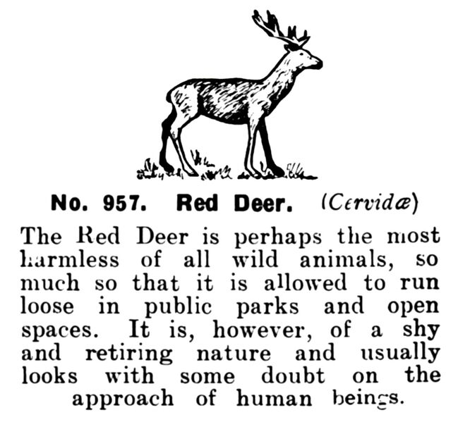 File:Red Deer, Britains Zoo No957 (BritCat 1940).jpg