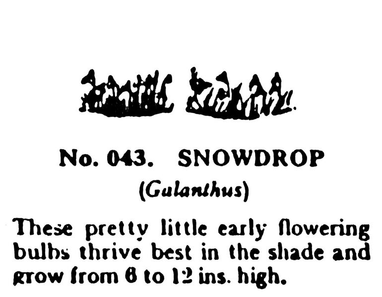 File:Snowdrop, Britains Garden 043 (BMG 1931).jpg
