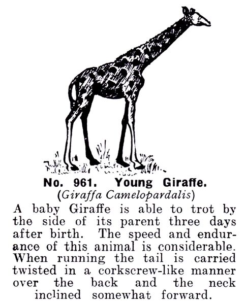 File:Young Giraffe, Britains Zoo No961 (BritCat 1940).jpg