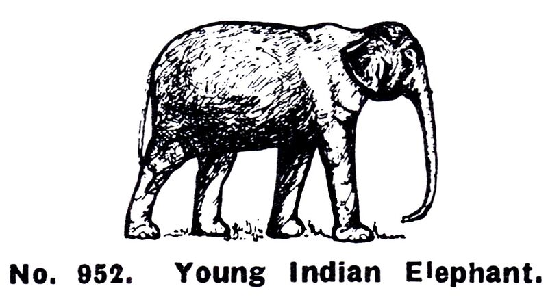 File:Young Indian Elephant, Britains Zoo No952 (BritCat 1940).jpg