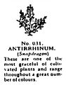 Antirrhinum (Snapdragon), Britains Garden 031 (BMG 1931).jpg