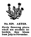 Aster, Britains Garden 029 (BMG 1931).jpg