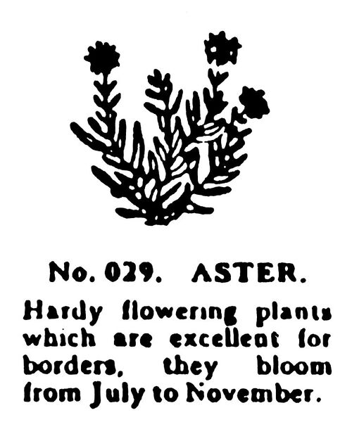 File:Aster, Britains Garden 029 (BMG 1931).jpg