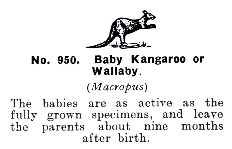 File:Baby Kangaroo or Wallaby, Britains Zoo No950 (BritCat 1940).jpg