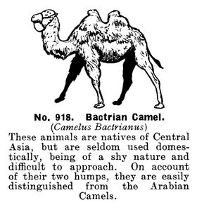 Bactrian Camel, Britains Zoo No.918, Camelus Bactrianus