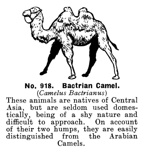 File:Bactrian Camel, Britains Zoo No918 (BritCat 1940).jpg