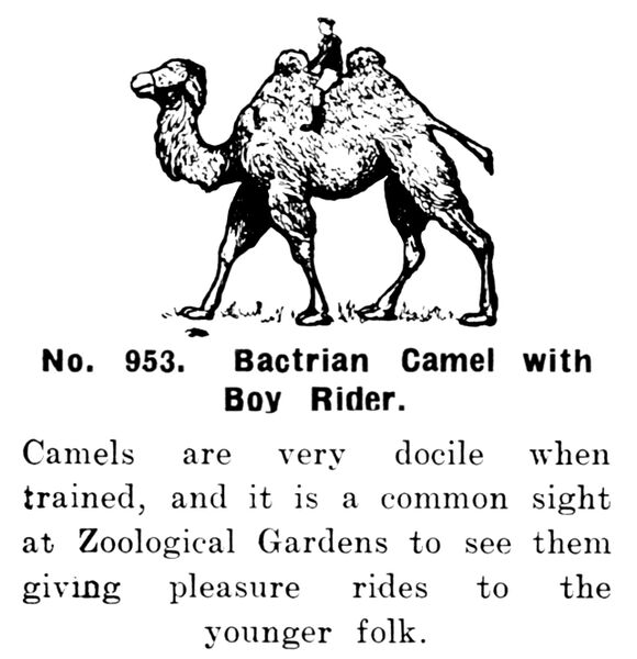 File:Bactrian Camel with Boy Rider, Britains Zoo No953 (BritCat 1940).jpg