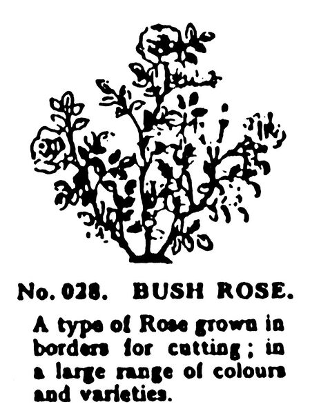 File:Bush Rose, Britains Garden 028 (BMG 1931).jpg