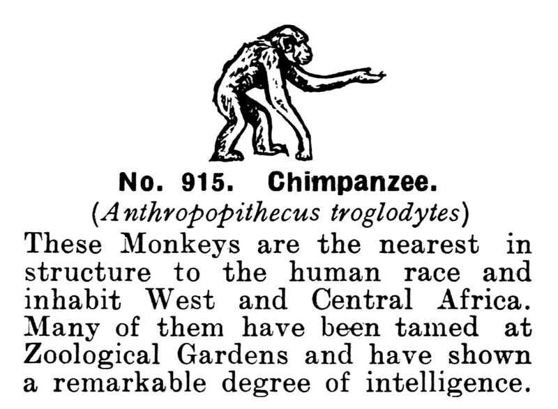 File:Chimpanzee, Britains Zoo No915 (BritCat 1940).jpg