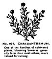 Chrysanthemum, Britains Garden 037 (BMG 1931).jpg