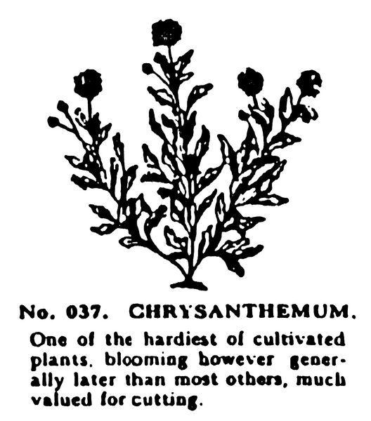 File:Chrysanthemum, Britains Garden 037 (BMG 1931).jpg