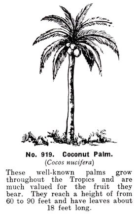 Coconut Palm Tree, Britains Zoo 919
