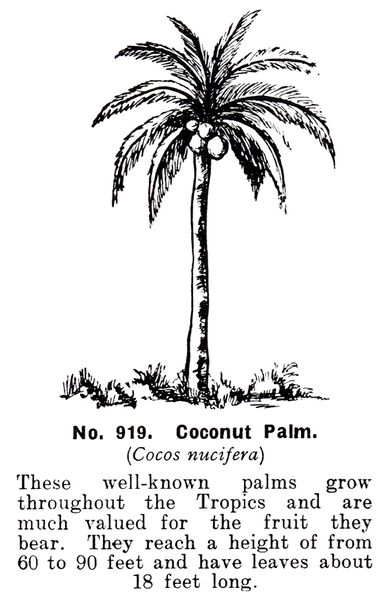 File:Coconut Palm Tree, Britains Zoo No919 (BritCat 1940).jpg