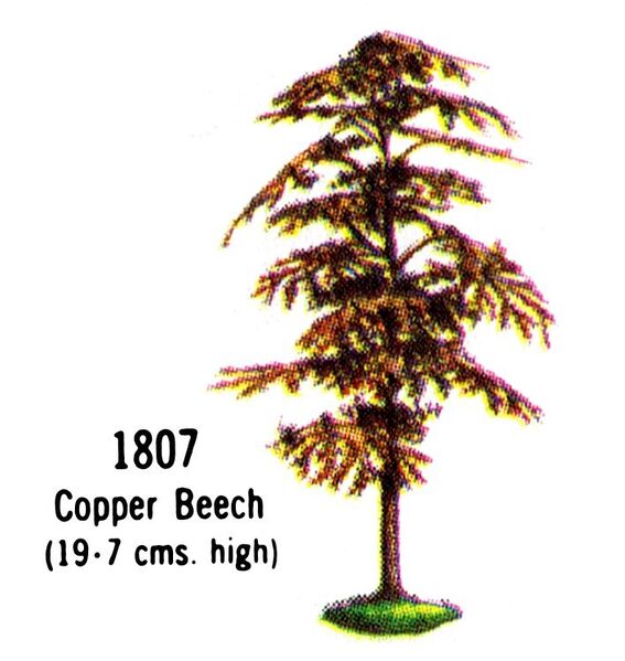 File:Copper Beech Tree, 1807 (BritainsCat 1967).jpg
