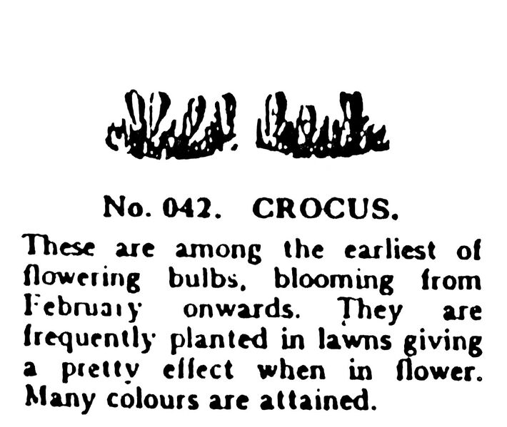 File:Crocus, Britains Garden 042 (BMG 1931).jpg