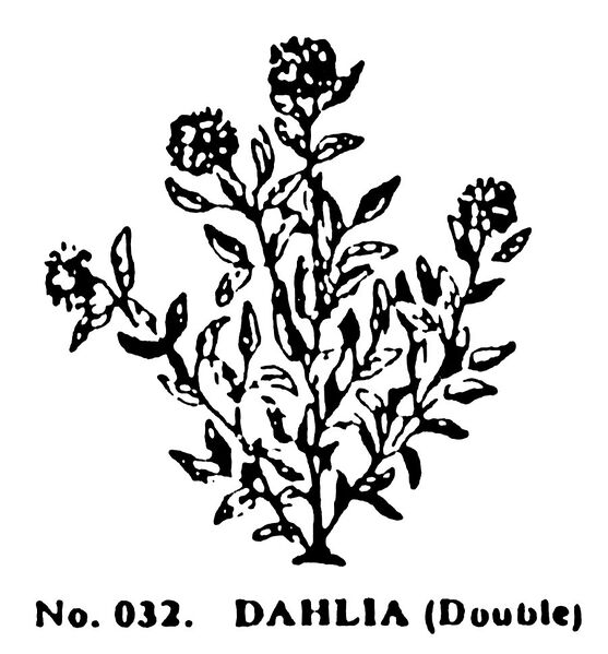 File:Dahlia (Double), Britains Garden 032 (BMG 1931).jpg
