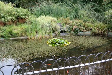 2014: Fish Pond, St. Ann's Well Gardens