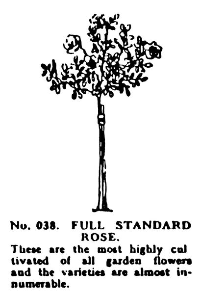 File:Full Standard Rose, Britains Garden No 038 (BMG 1931).jpg