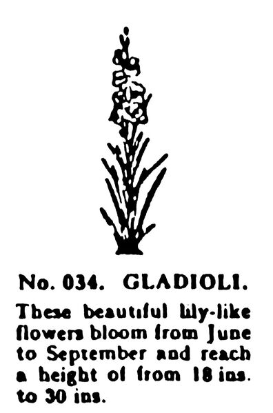 File:Gladioli, Britains Garden 034 (BMG 1931).jpg