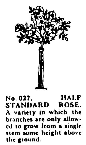 File:Half Standard Rose, Britains Garden 027 (BMG 1931).jpg