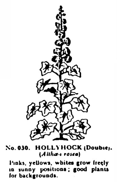 File:Hollyhock (double), Britains Garden No30 (BMG 1931).jpg