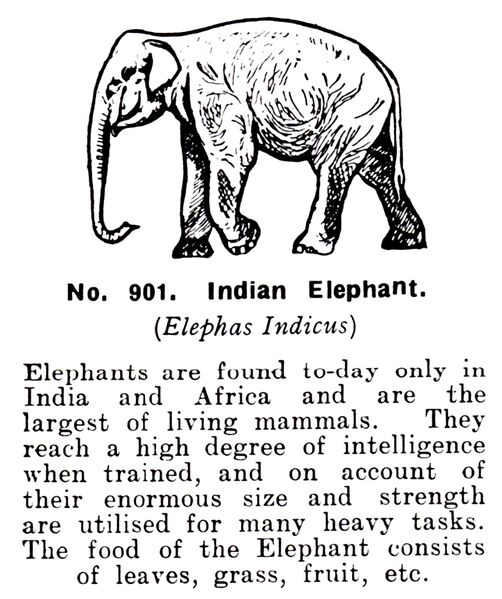 File:Indian Elephant, Britains Zoo No901 (BritCat 1940).jpg