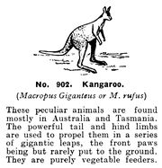 Kangaroo, Britains Zoo No902 (BritCat 1940).jpg
