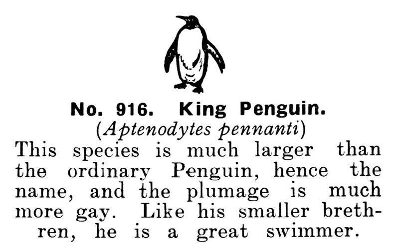 File:King Penguin, Britains Zoo No916 (BritCat 1940).jpg