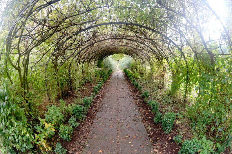 File:Laburnum tunnel, Walled Garden, Preston Park, 02 (Brighton 2017).jpg
