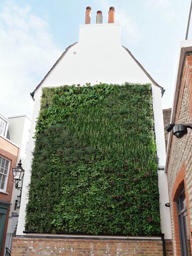 2019: The living "vertical lawn"