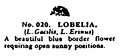 Lobelia, Britains Garden 020 (BMG 1931).jpg