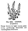Lupin, Britains Garden 026 (BMG 1931).jpg