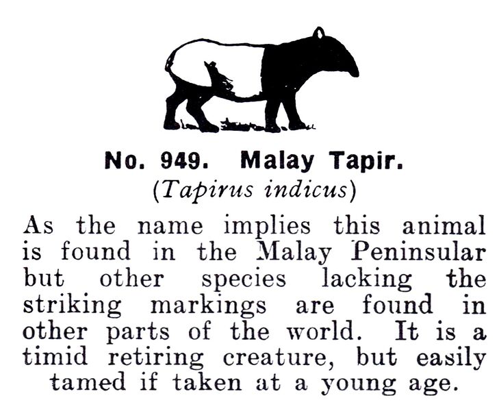 File:Malay Tapir, Britains Zoo No949 (BritCat 1940).jpg