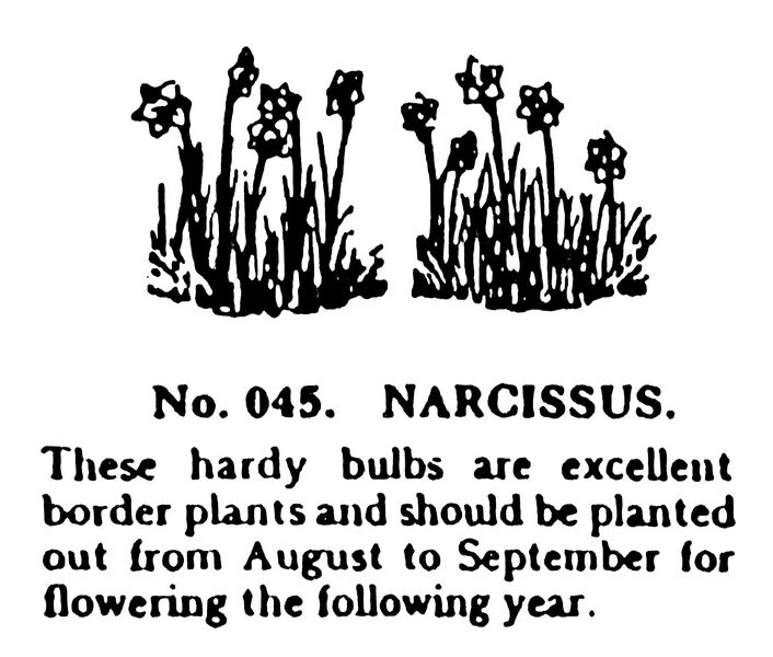File:Narcissus, Britains Garden 045 (BMG 1931).jpg