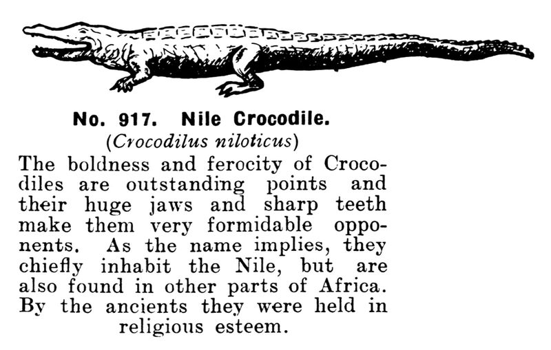 File:Nile Crocodile, Britains Zoo No917 (BritCat 1940).jpg