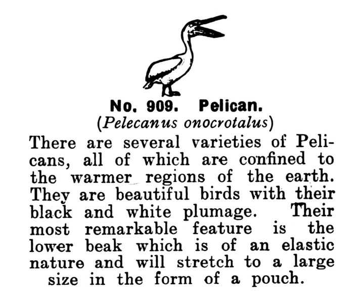 File:Pelican, Britains Zoo No909 (BritCat 1940).jpg