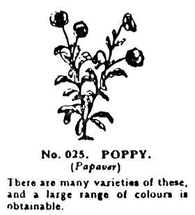 025: Poppies