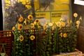 Sunflowers, Britains Floral Garden (BTMM 2021).jpg