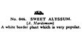 Sweet Alyssum, Britains Garden 046 (BMG 1931).jpg